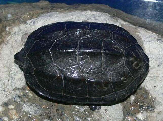 花杂草龟适合新手养吗,花草杂交龟适合新手养吗