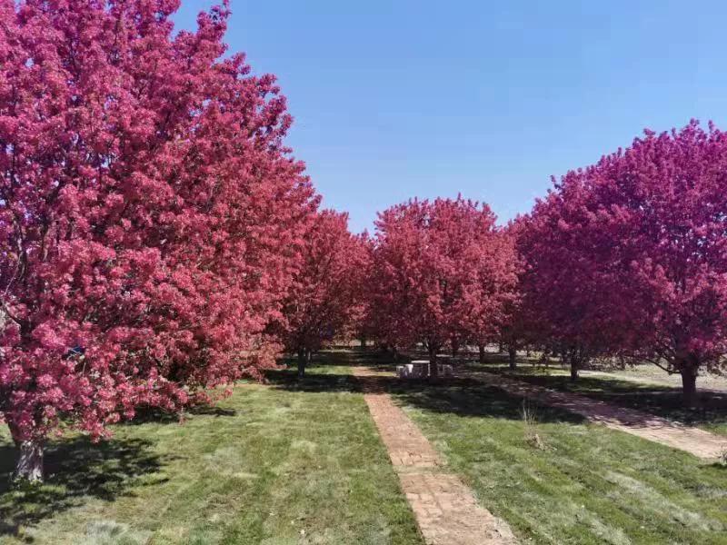 苗木市场行情低迷还会好转吗,苗木市场惨淡