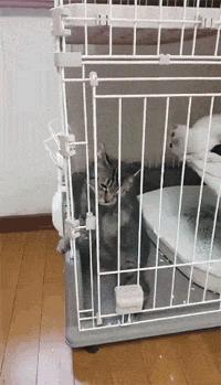 奇怪的知识增加了！猫咪简直就是液体做的