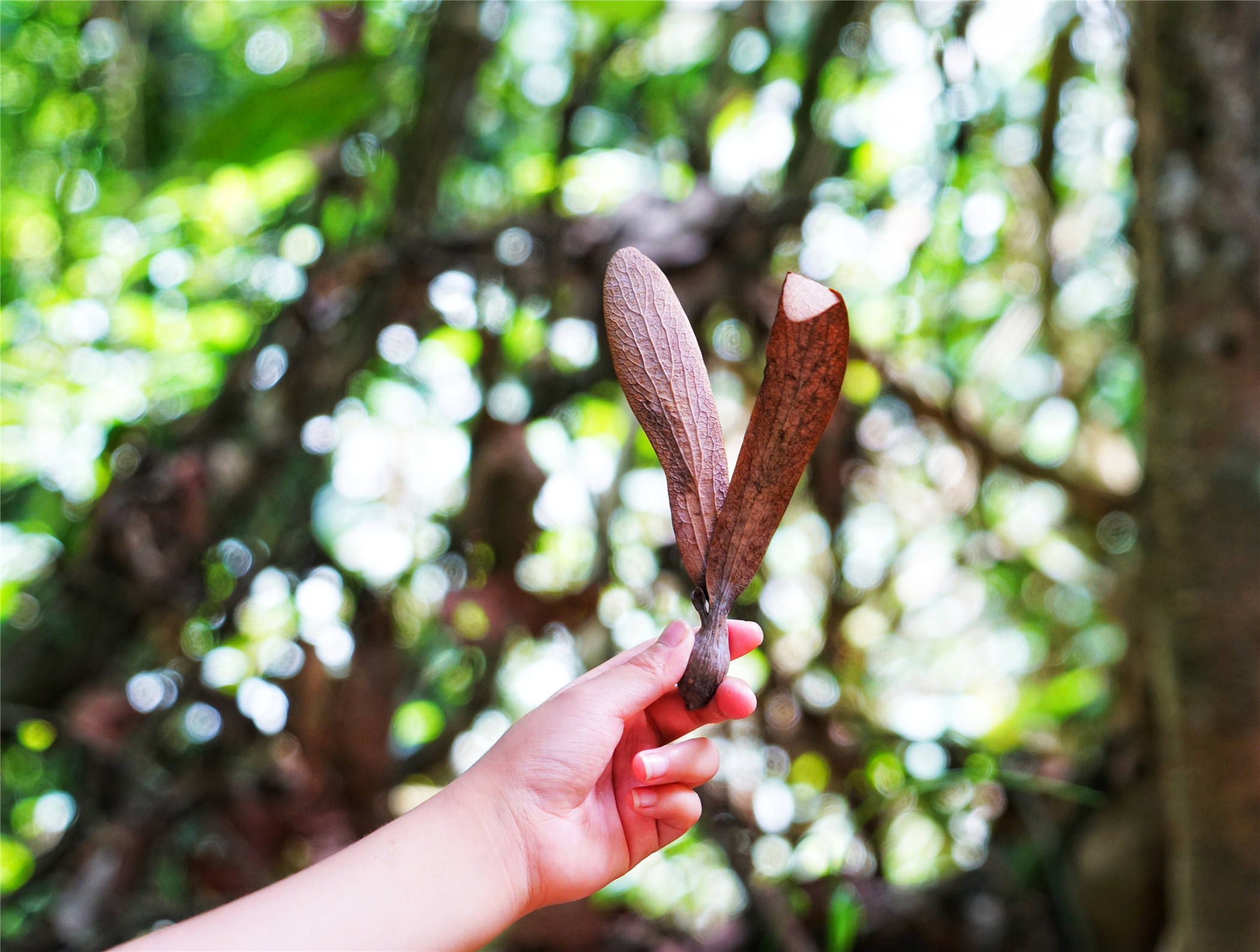 西双版纳望天树有多高,西双版纳望天树攀爬