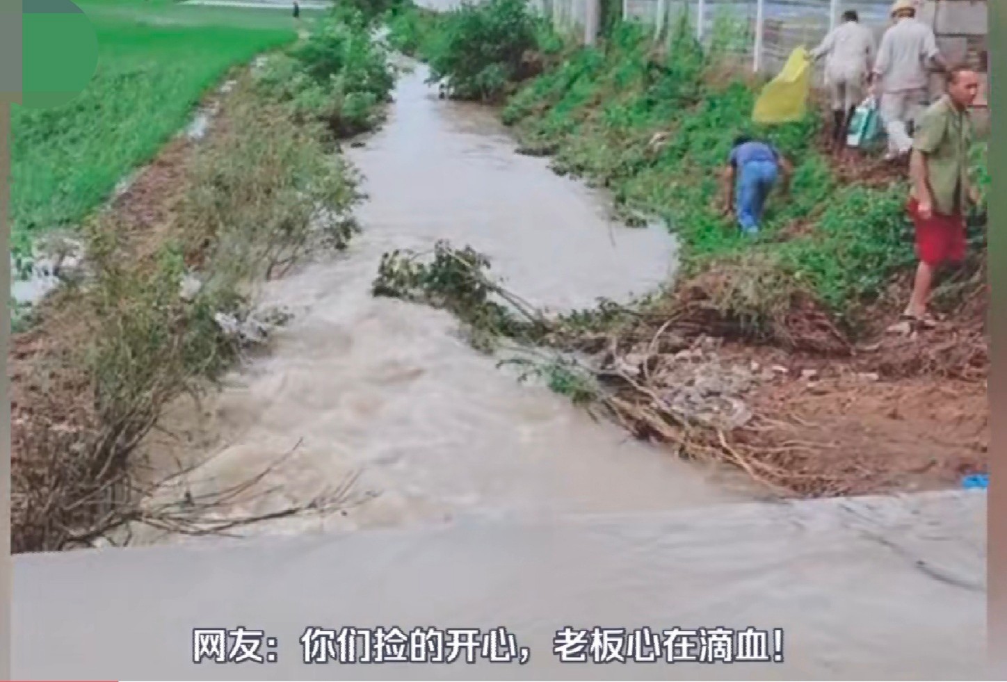 洪水侵袭，湖北荆门稻田里乌龟密密麻麻，当地老乡:发财了