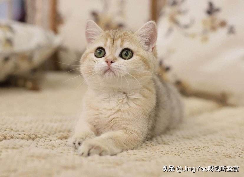 雄性：猫、虎除了舌头，还有一个器官长倒刺！连蛇也有不可思议！