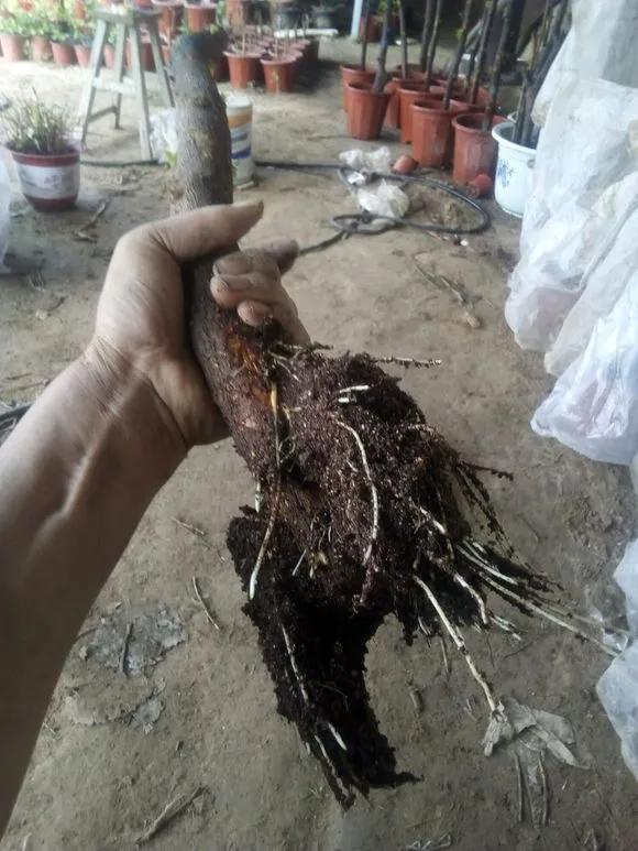 一根枝条插土里怎么生根,下山老桩扦插生根最快方法