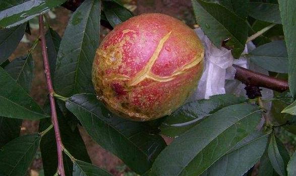 油桃幼果期裂果怎么回事,冬桃裂果最佳防治方法