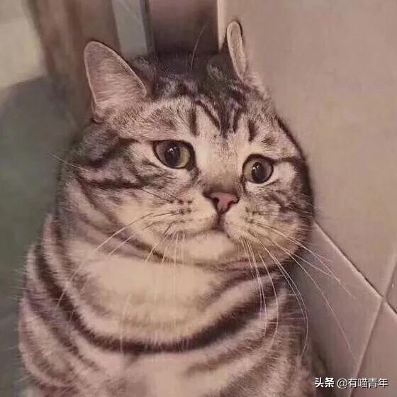 刚毕业的大学生建议养猫吗,没毕业大学生建议养猫吗