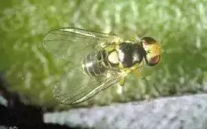 绿叶蔬菜防治地下害虫的方法,蔬菜害虫种类及防治ppt