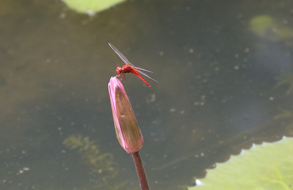 植物园的景；青山吹奏《红河谷》（F调）半音阶口琴演奏第二版