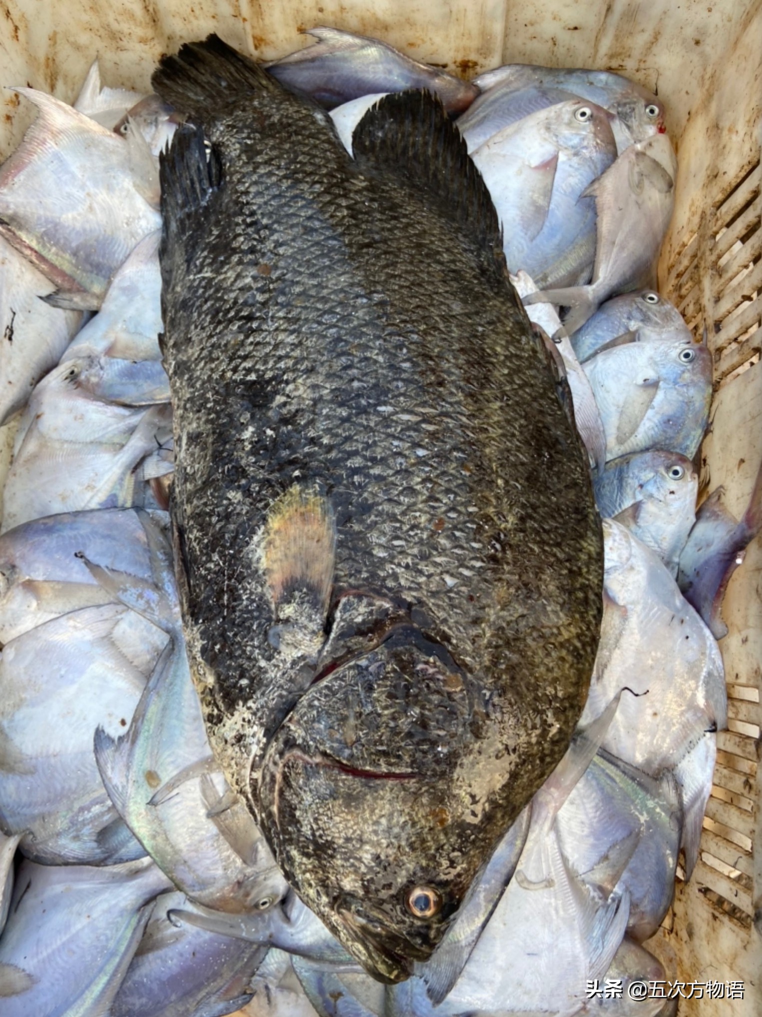 青岛开海了吃点什么海鱼好呢,去青岛吃哪些海鱼推荐