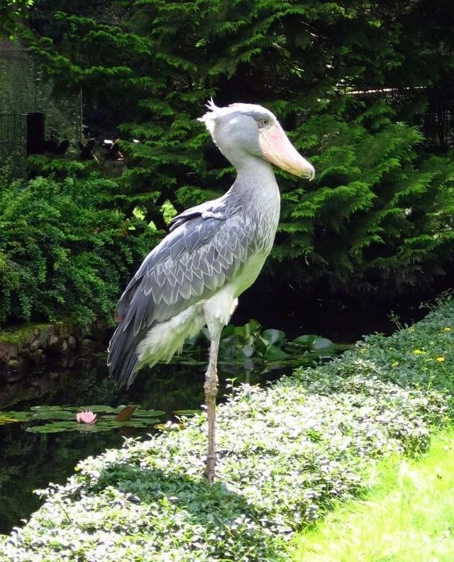 不忍直视世界罕见的十大变异动物,不忍直视世界罕见的十大动物