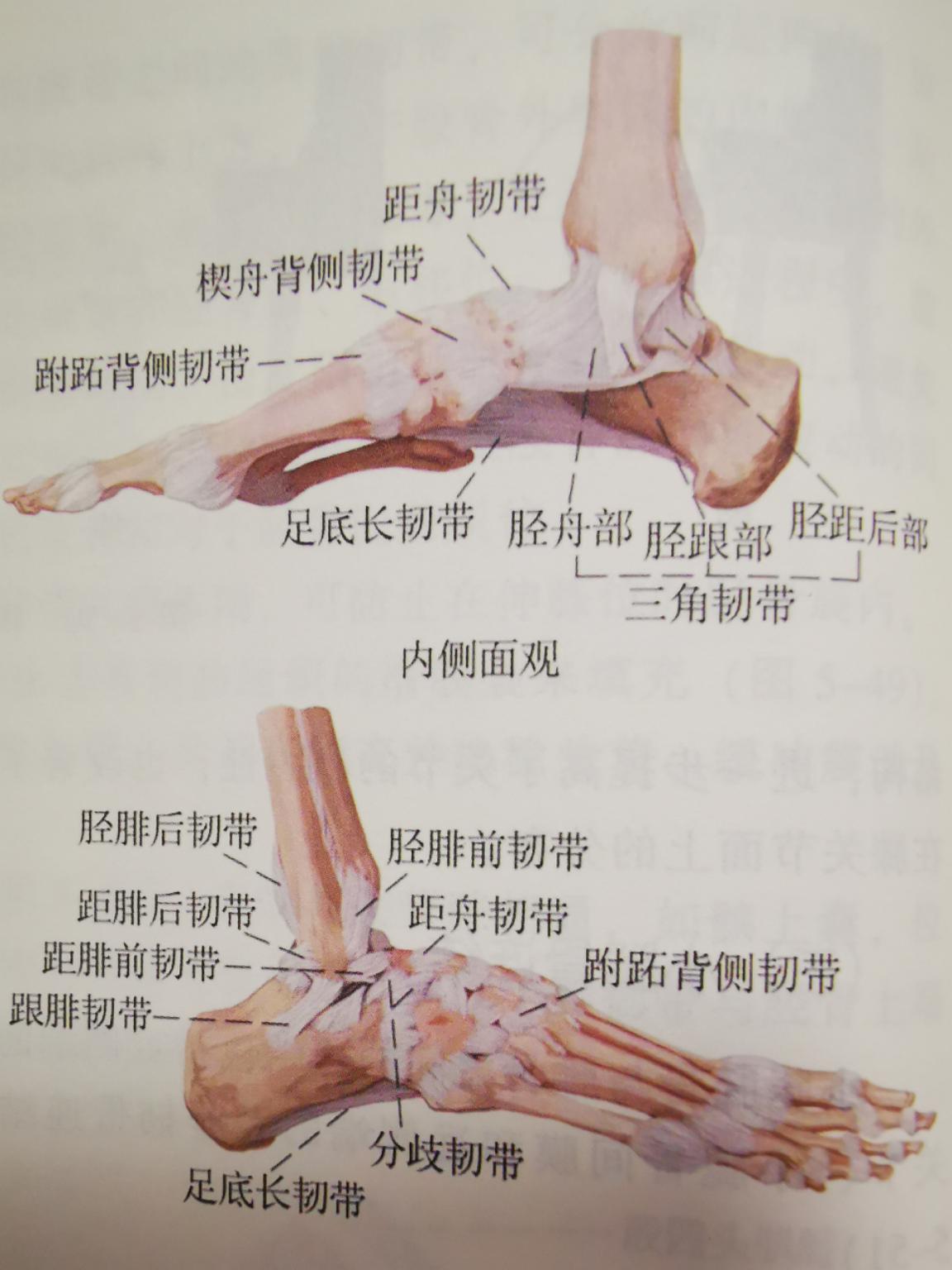 踝关节扭伤后的正确处理方法,踝关节扭伤应该如何正确处理