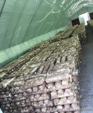 香菇种植技术培训教程,椴木香菇种植与管理