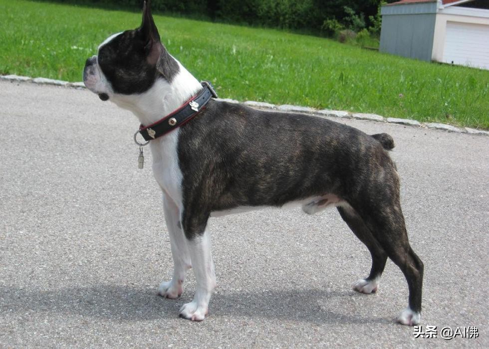 最古老的十大犬种,犬种历史的起源