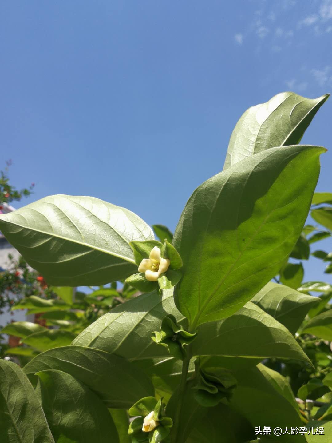 剖腹产20天后可以做哪些产后恢复,刨腹产妇产后需要注意什么