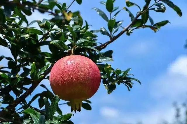 农业为何要搞众筹？筹钱、筹人、筹资源（附4个案例）