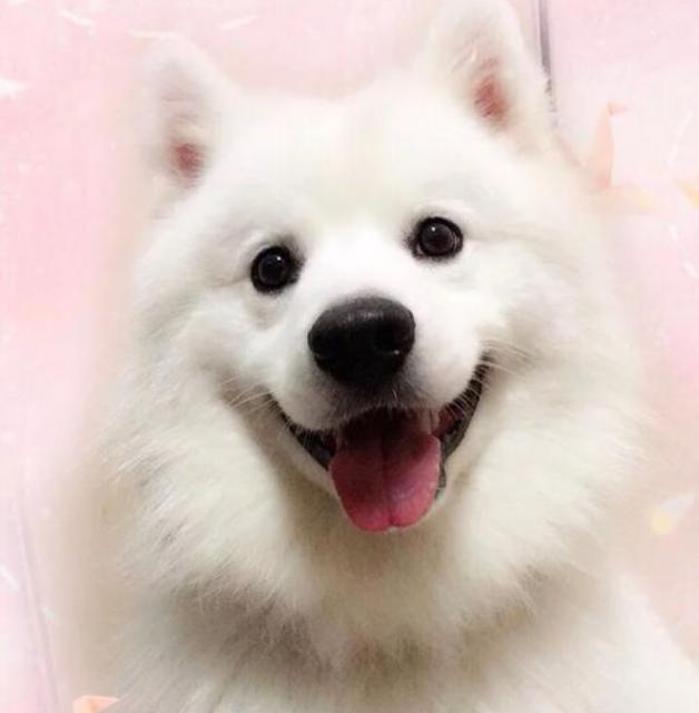 雪橇三傻萨摩耶如何训练抓野兽,萨摩耶雪橇三傻