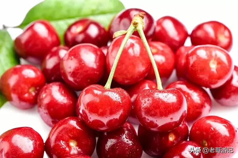 海阳小樱桃采摘季节,乳山市的大樱桃能摘吗