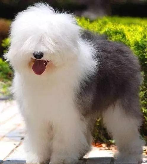 45种狗狗,45种狗狗很难得一见你认识几种