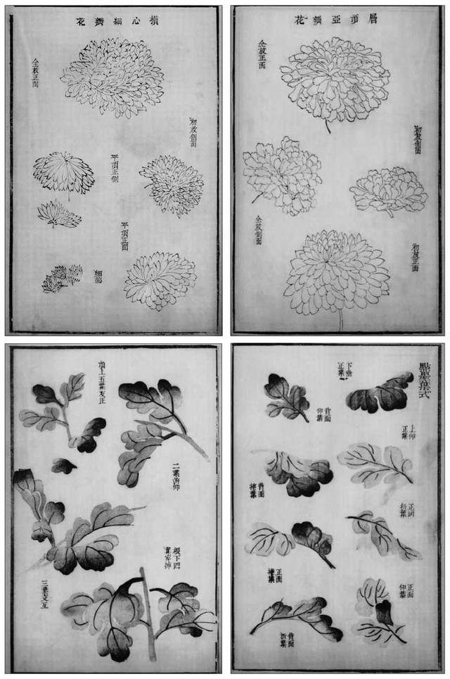 菊花写意画法100幅,简单的写意菊花画法