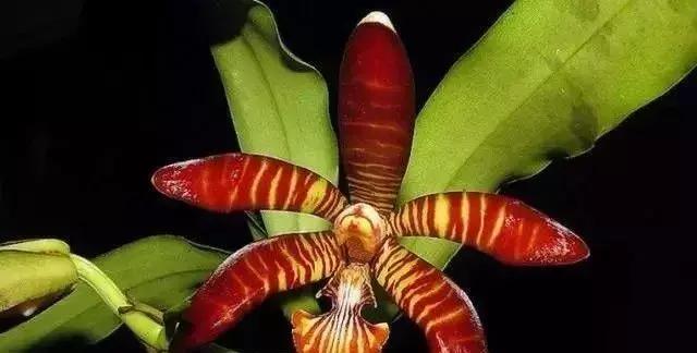 史上最全的兰花鉴赏,兰花品种之精品欣赏