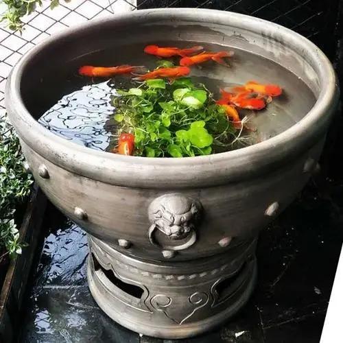 家里怎么样养金鱼才能活更久,怎么在家里养金鱼好看又好养