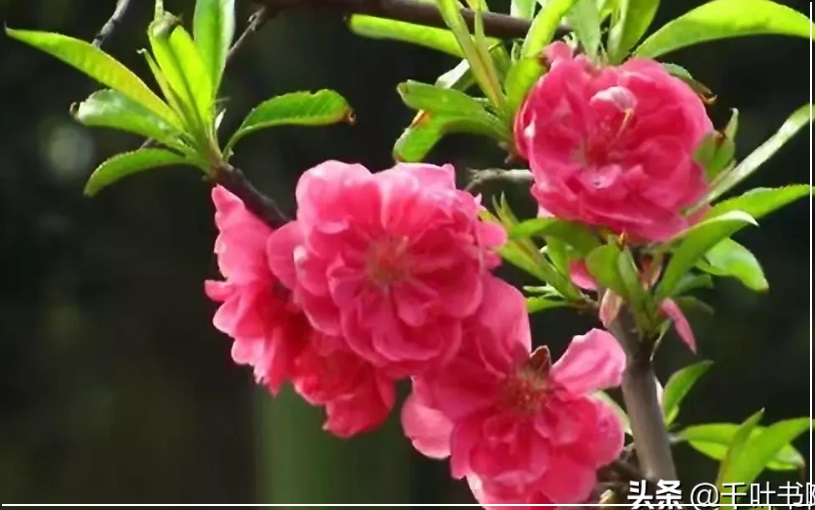 《刀光侠影》45见不平援手助弱者交朋友聚餐白矾楼