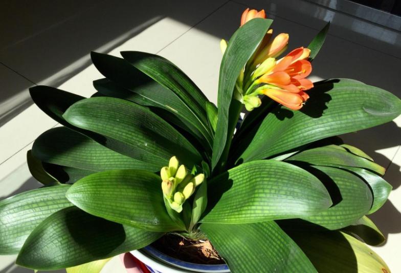 花生壳可以直接垫君子兰花盆底吗,君子兰换盆可以掺入一些鸡蛋壳吗