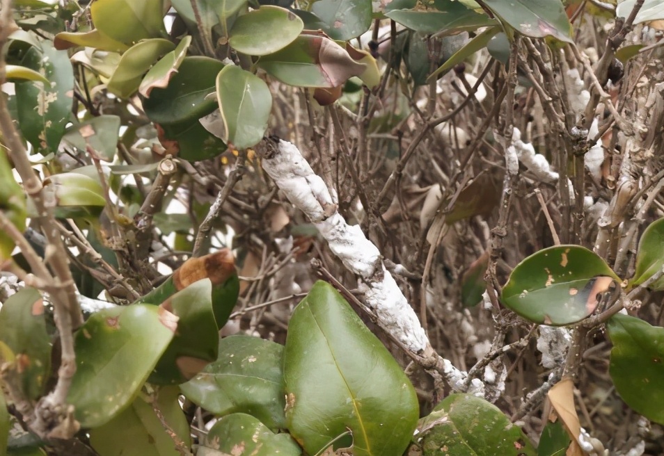 介壳虫种类图片大全,十种常见蚧壳虫图片