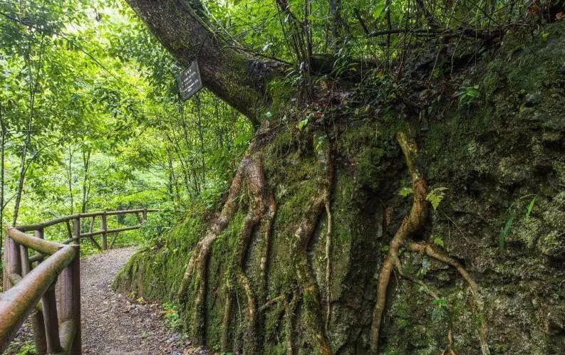 安徽黄山休宁流口虎泉景点,安徽徽州旅游景点简介黄山