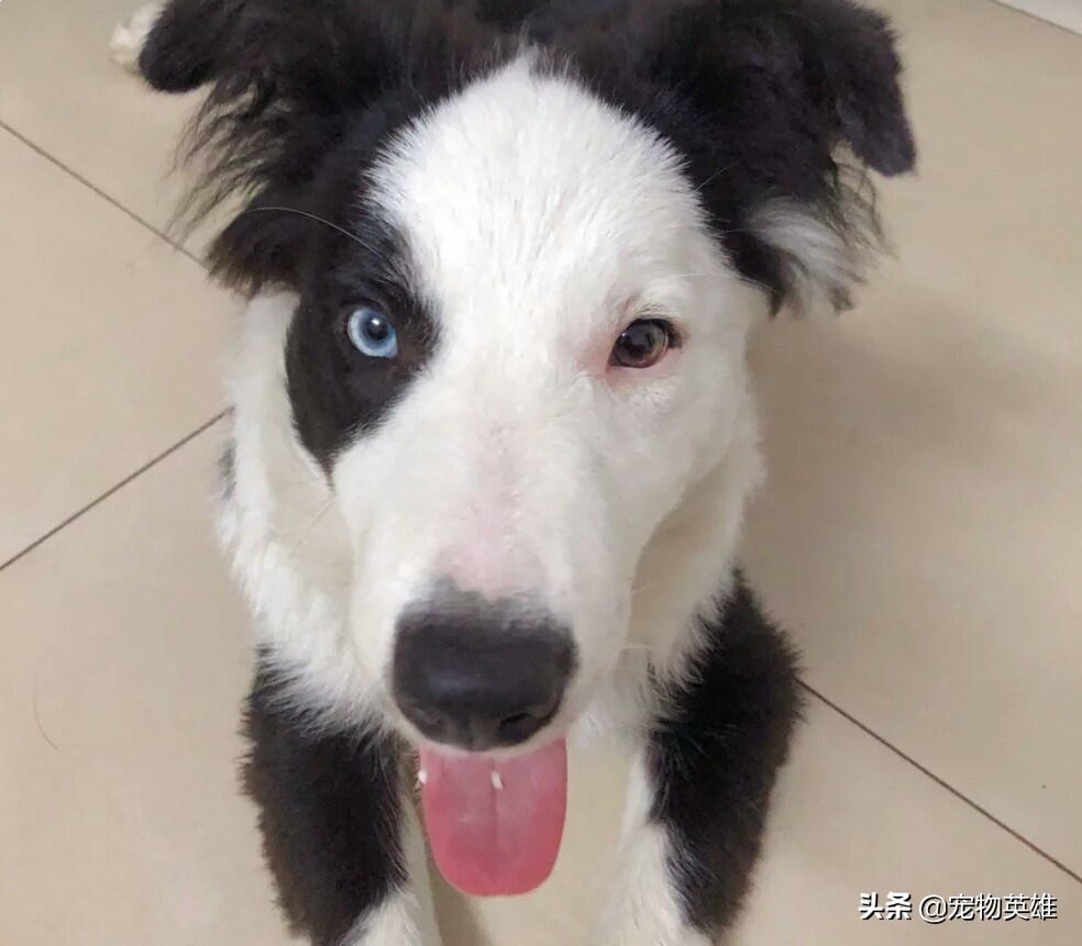 狗被蜜蜂蛰了脸都肿了之前的样子,狗子被蜜蜂蛰成大肿脸原视频