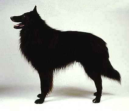 中国有什么名贵的狗,俄罗斯名贵狗价格