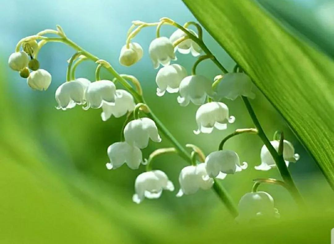 铃儿响叮当双音和弦五线谱,铃儿响叮当三级长笛