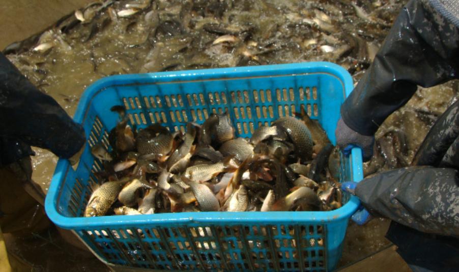 宁夏喜欢吃羊肉,宁夏吃羊肉喝什么