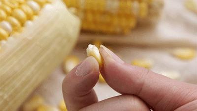 来自云南大山新鲜的橙子,新鲜爆甜水果玉米