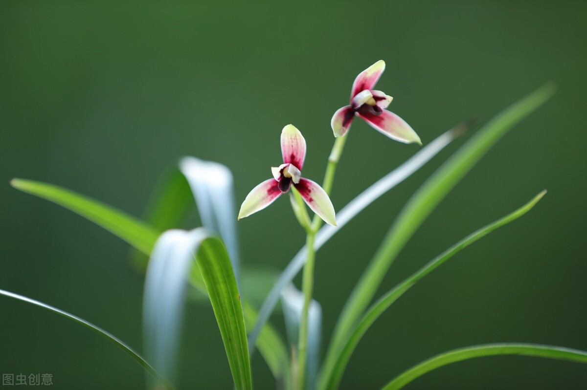 现在买的带花苞的建兰能开花吗,建兰刚开始长花苞怎样养护