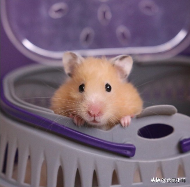 小学生的仓鼠怎么养新手教程,小学生养仓鼠新手入门必知
