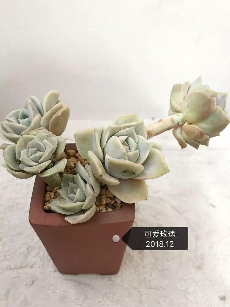 多肉名字怎么记,养多肉人的名字