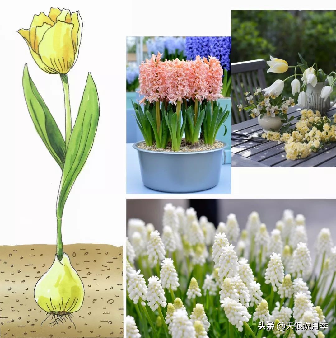 狼家球根怎么样,狼家球根上市了吗