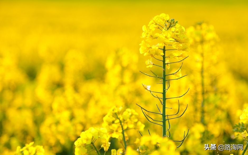 2月看油菜花3月看樱花,去城里看樱花去农村看油菜花