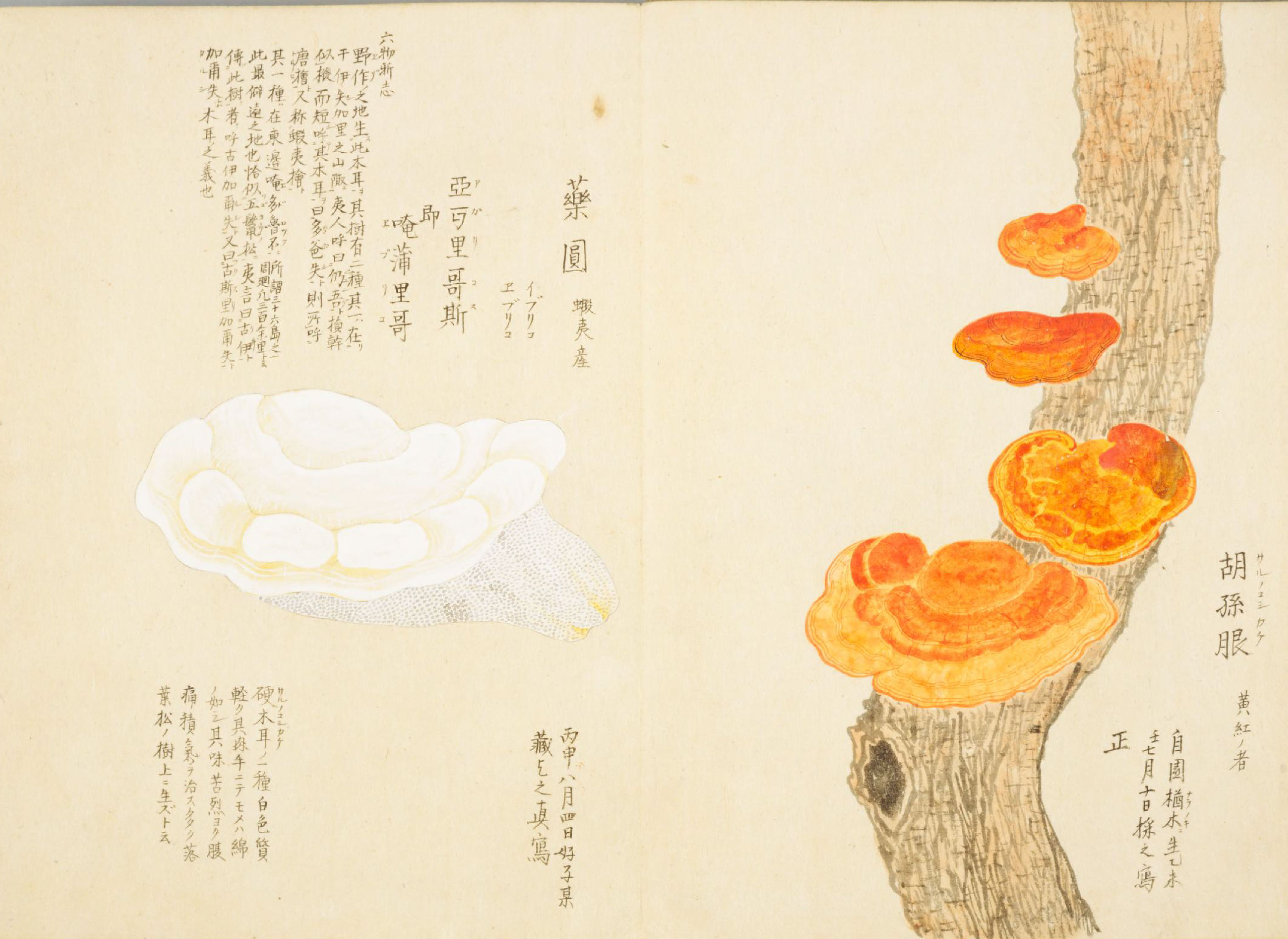 各种多彩菌图片大全,意式野菌图片大全