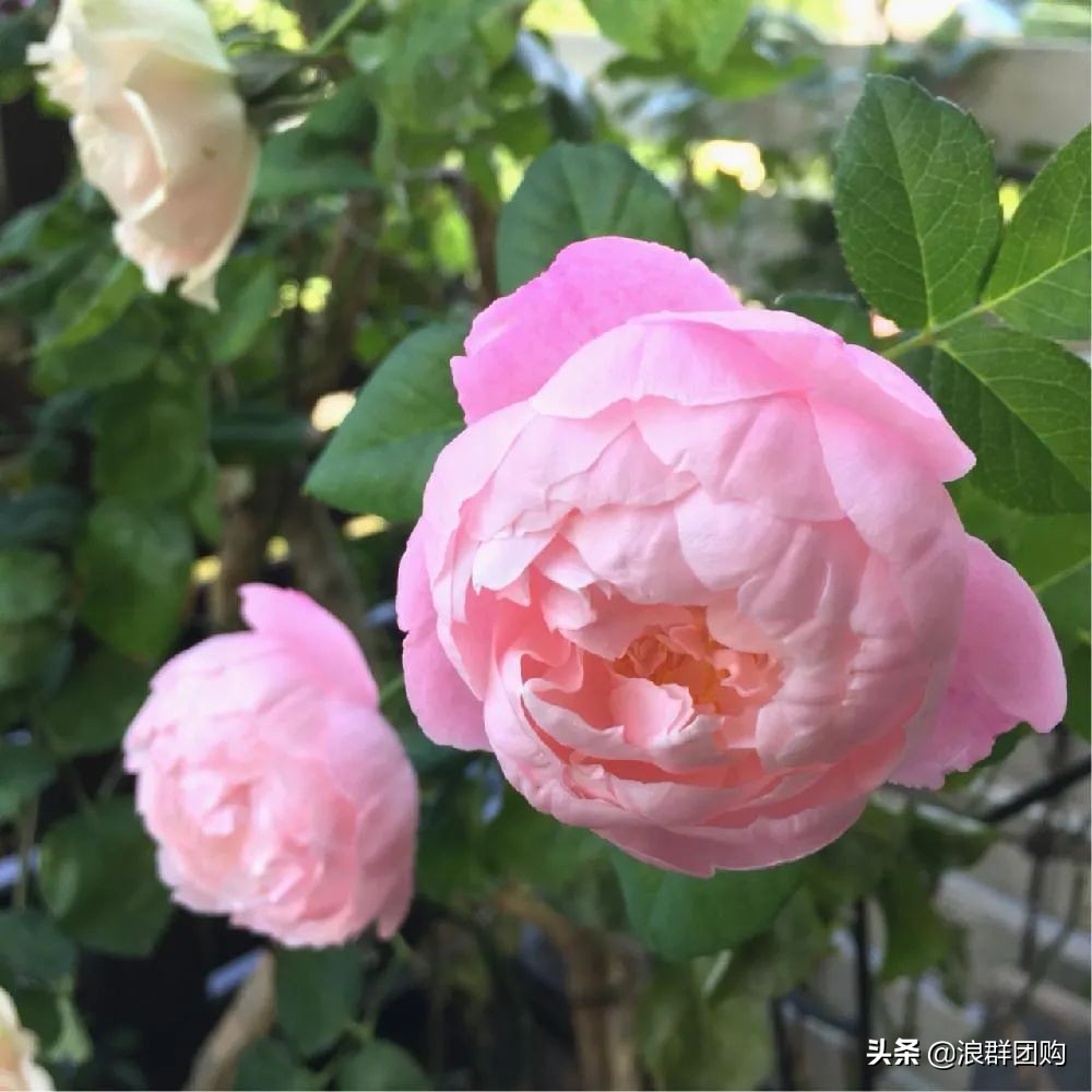 月季哪些品种大花又香,月季哪些品种花期长耐阴耐寒耐旱