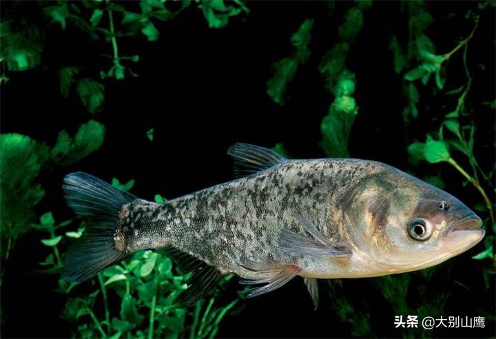 养鱼防病用什么药好使,养鱼开春的防病工作