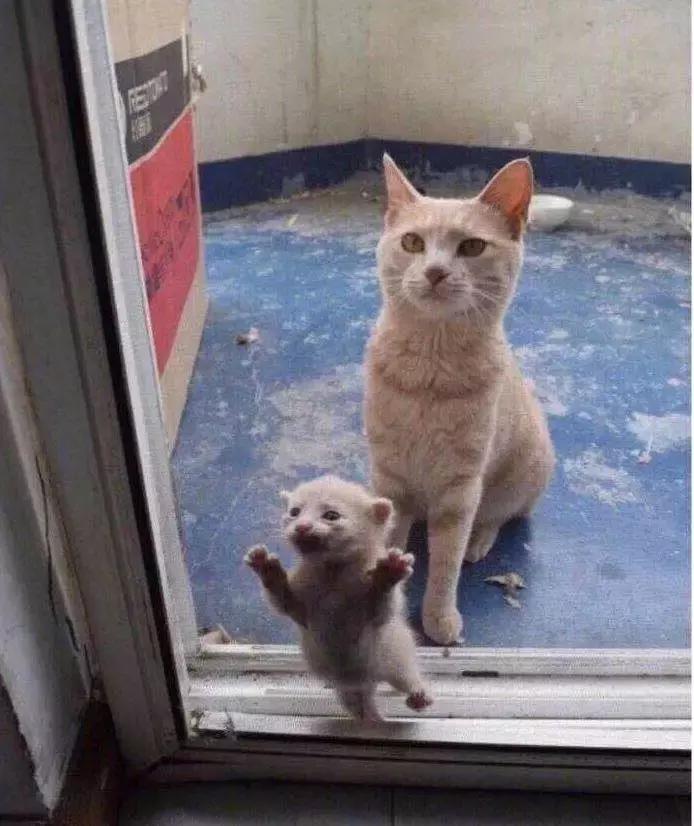 自从有了橘猫，我终于体会到什么叫“十橘九渣”！