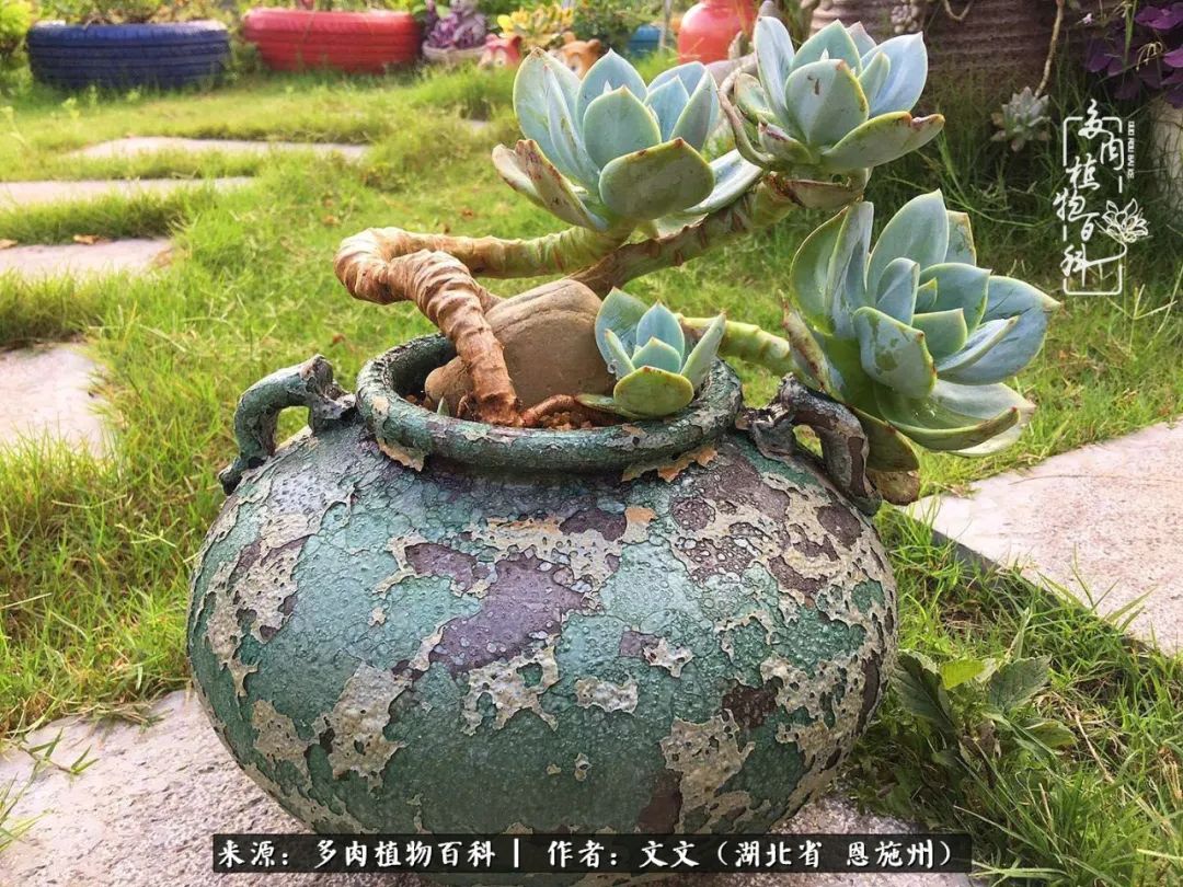 夏季多肉花园图片,初夏多肉花园