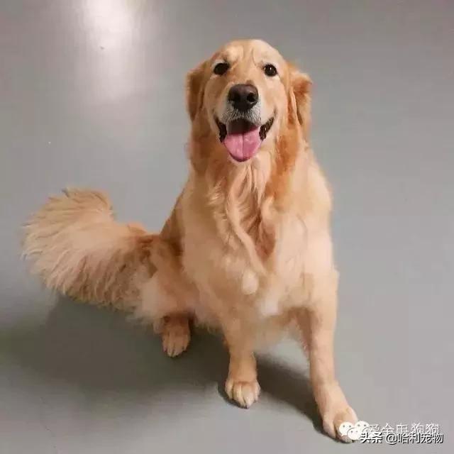 金毛和拉布拉多小狗如何区分,拉布拉多和金毛的区别哪个聪明些