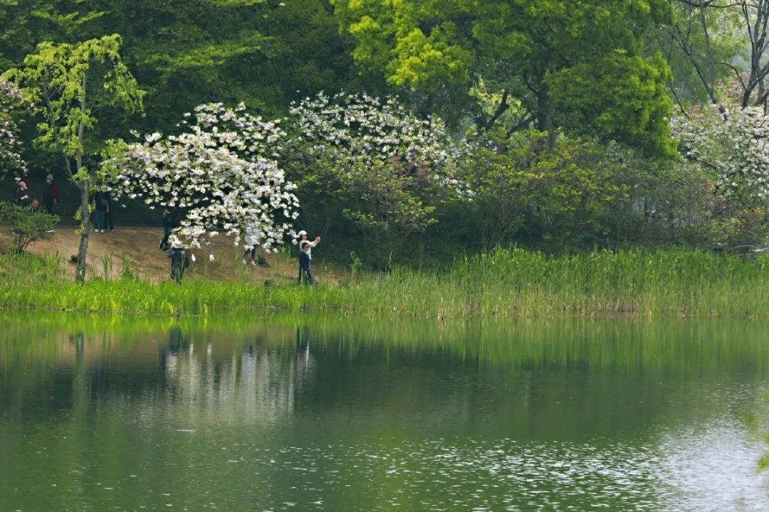 欣赏西湖的全景太美了,西湖美景实在美怎么也看不够