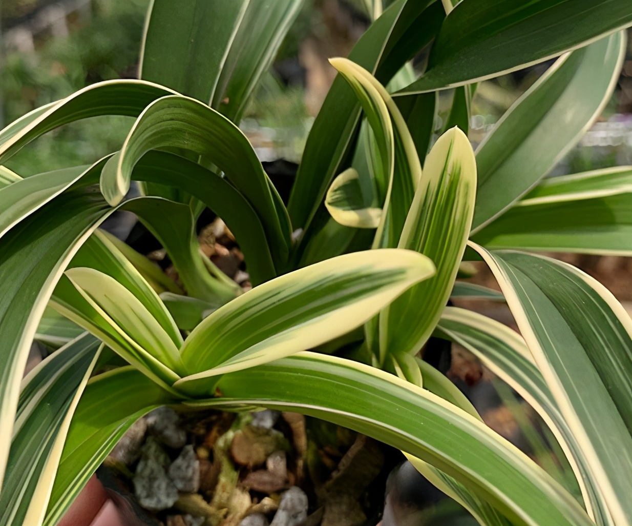 荷瓣最好的兰花品种排行,荷瓣兰花性价比最高的品种