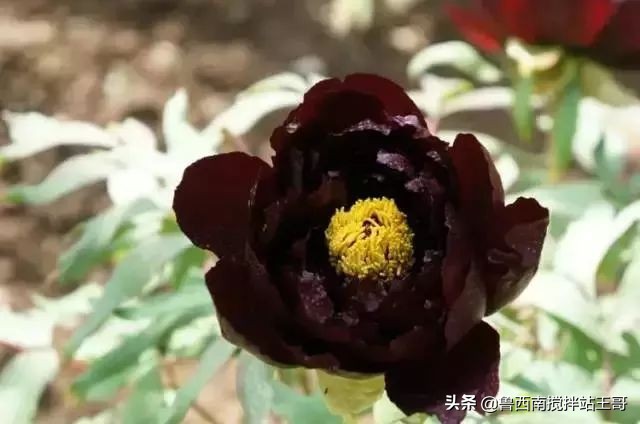 牡丹十大品种九大花系,牡丹进口品种图片及名称