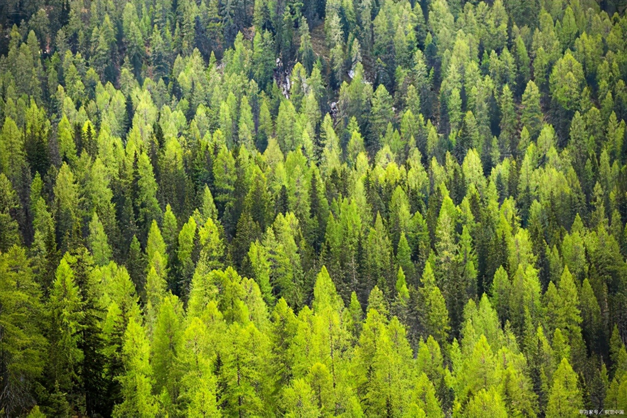 笔直的松树，为什么是坚强的象征？这三首诗词道出了原因