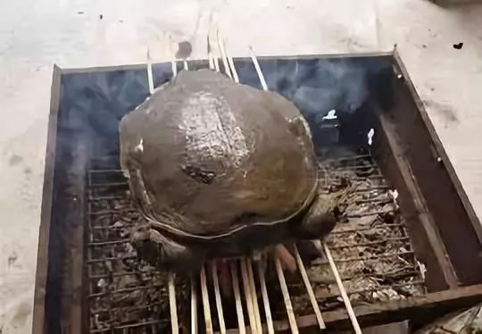 中国最后一只斑鳖,中国最后一只雌性斑鳖