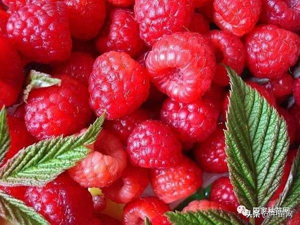 树莓种植及管理技术,树莓盆栽的种植方法